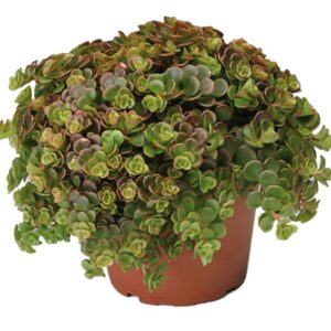 Sedum Tetractinum 'Coral Reef'