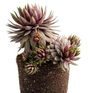 Sempervivum (Hens and Chicks) Supersemp 'Fire Quartz'