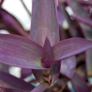 Setcreasea Pallida 'Purple Heart' Wandering Jew