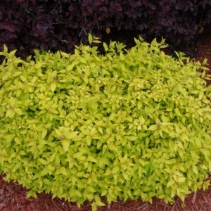 Spiraea Japonica 'Goldmound' Spirea