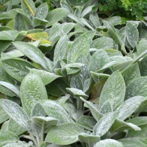 Stachys Byzantina 'Helene von Stein' Lamb's Ears