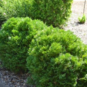 Thuja Occidentalis 'Mr. Bowling Ball®' Arborvitae