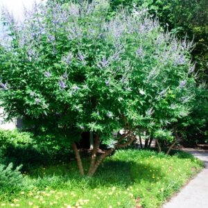 Vitex Agnus-Castus 'Shoal Creek' Chaste Tree