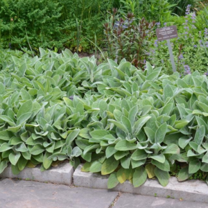 Stachys Byzantina 'Helene von Stein' Lamb's Ears