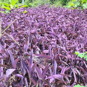 Setcreasea Pallida 'Purple Heart' Wandering Jew