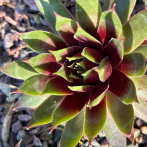 Sempervivum (Hens and Chicks) Supersemp 'Fire Quartz'