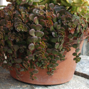 Sedum Tetractinum 'Coral Reef'