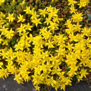 Sedum Acre 'Gold Carpet'