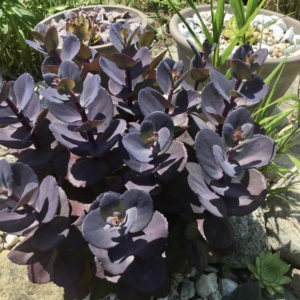 Sedum (Stonecrop) SunSparkler 'Blue Pearl'