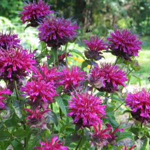 Monarda Didyma (Bee Balm, Bergamot) Sugar Buzz Grape Gumball