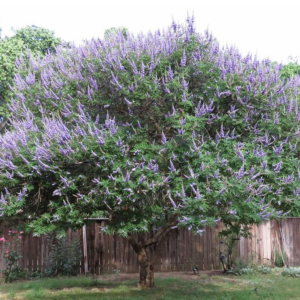 Vitex Agnus-Castus 'Shoal Creek' Chaste Tree