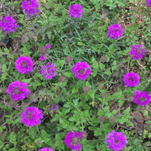 Verbena Canadensis 'Homestead Purple'