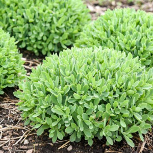 Sedum (Stonecrop) Rock 'N Grow 'Pure Joy'