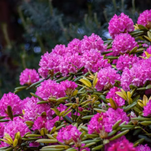Rhododendron (Azalea) Encore 'Autumn Royalty'
