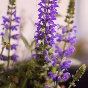 Salvia Guaranitica 'Black and Blue' Anise Sage