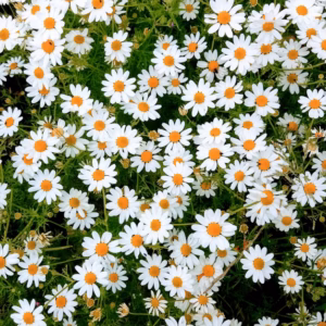 Leucanthemum X Superbum (Shasta Daisy) Amazing Daisies 'Daisy May'