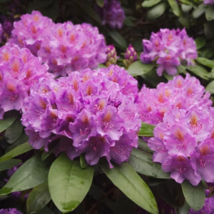 Rhododendron (Azalea) Encore 'Autumn Rouge'