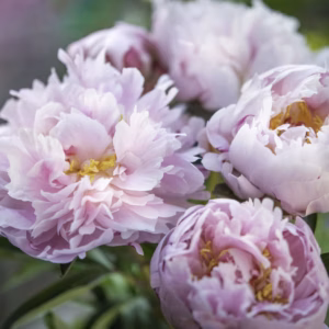 Paeonia Lactiflora 'Sarah Bernhardt' Peony