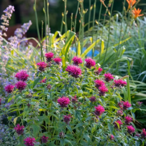 Monarda Didyma 'Pardon My Purple' Bee Balm