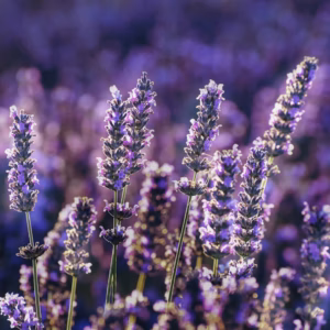 Lavandula Stoechas (Lavender) 'Anouk Burgundy'