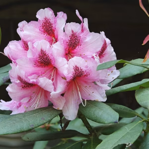 Rhododendron (Azalea) Encore 'Autumn Twist'