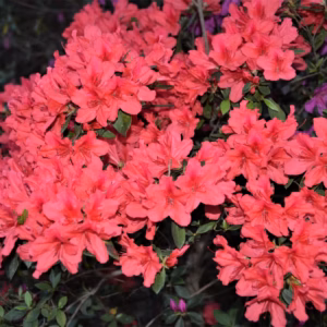 Rhododendron (Azalea) Encore Autumn Empress