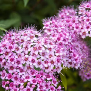 Spiraea Japonica 'Little Princess' Spirea