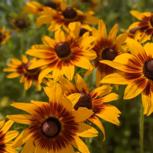 Rudbeckia Hirta Rising Sun