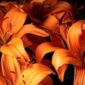 Lilium Asiaticum (Asiatic Lily) Lily Looks 'Tiny Invader'