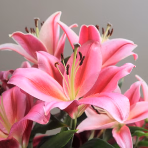 Lilium Asiaticum (Asiatic Lily) Lily Looks 'Tiny Pearl'