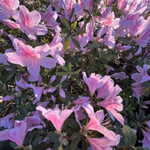 Rhododendron (Azalea) Encore Autumn Lilac