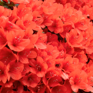 Rhododendron (Azalea) Encore Autumn Embers