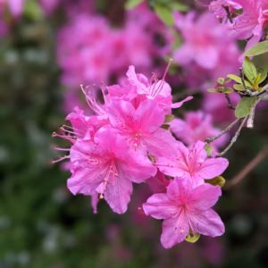 Rhododendron (Azalea) Encore Autumn Carnival