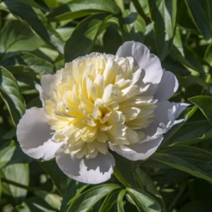 Paeonia Lactiflora 'Honey Gold' Peony