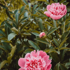 Paeonia Lactiflora 'Pink Hawaiian Coral' Peony