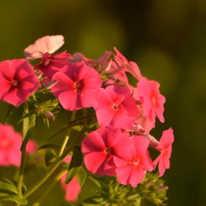 Phlox Paniculata (Garden Phlox) Luminary Sunset Coral