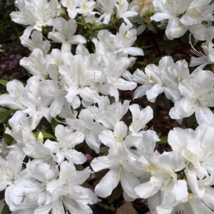 Rhododendron (Azalea) Encore Autumn Ivory