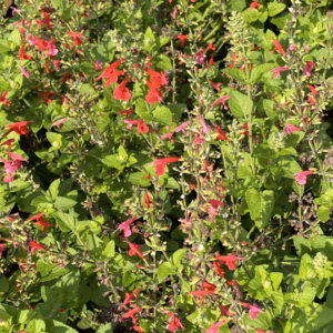 Salvia Microphylla 'Hot Lips' Sage