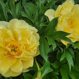 Paeonia 'Bartzella' Itoh Peony