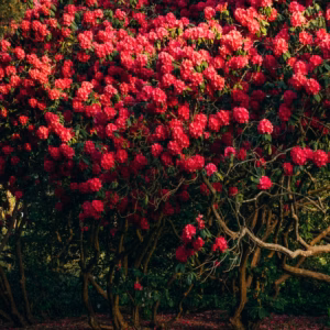 Rhododendron (Azalea) Encore Autumn Bonfire