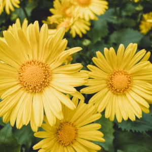 Leucanthemum X Superbum (Shasta Daisy) Amazing Daisies Banana Cream