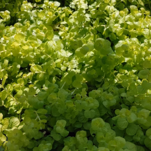 Lysimachia Nummularia 'Goldilocks' Creeping Jenny