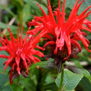 Monarda Didyma 'Pardon My Cerise' Bee Balm
