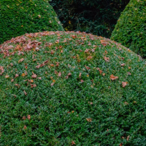 Thuja Occidentalis Mr. Bowling Ball Arborvitae