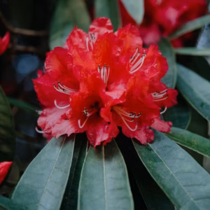 Rhododendron (Azalea) Encore Autumn Fire