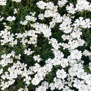 Iberis Amara 'Summer Snowdrift' Candytuft