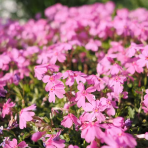 Phlox Subulata 'Fort Hill' Creeping Phlox