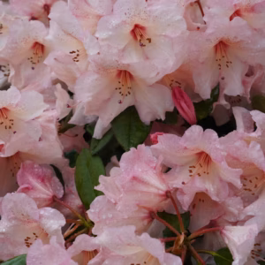 Rhododendron (Azalea) Encore Autumn Belle