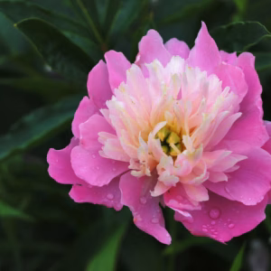 Paeonia Lactiflora 'Bowl of Beauty' Peony