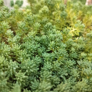 Sedum Rupestre 'Lemon Coral'